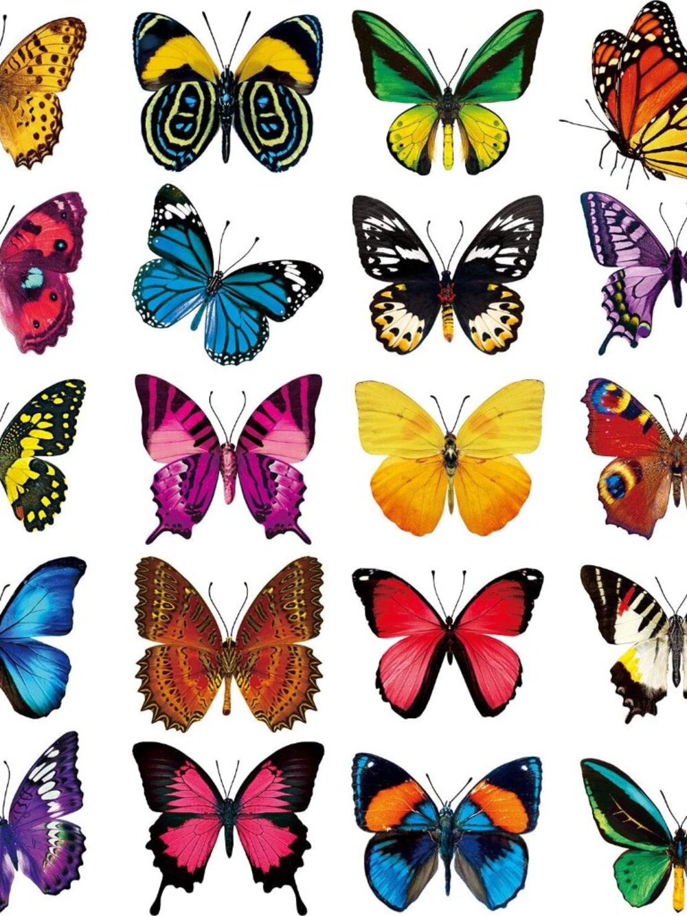 40 Pcs Butterfly Window Stickers Clings Bird Strike Alert Decals